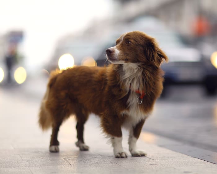 Bear Valley Animal Hospital in Apple Valley