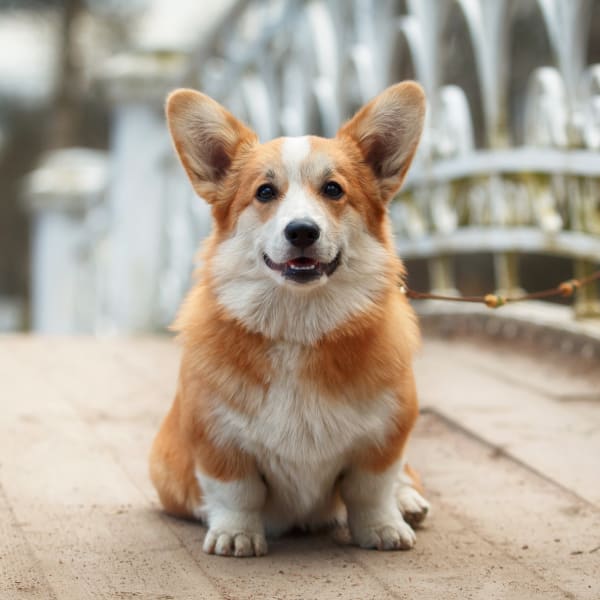 Bear Valley Animal Hospital Veterinarians Diagnostic