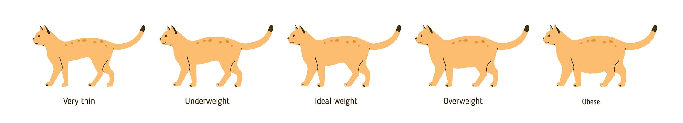 Overweight cat chart, Apple Valley Vet
